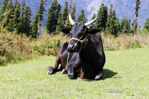 パキスタンの牛