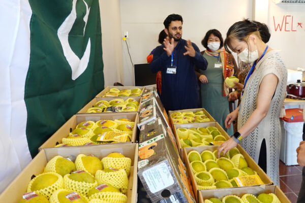 世界一甘いパキスタンマンゴーの販売